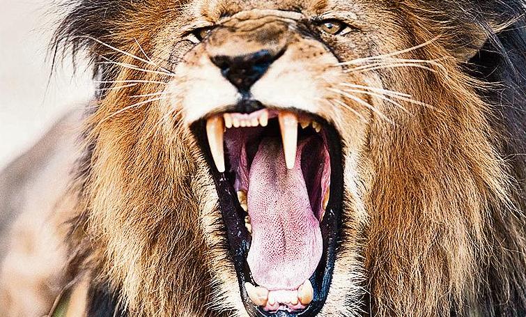 The Lion Roars (Amos)